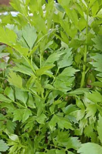 How to Use the Lovage Herb